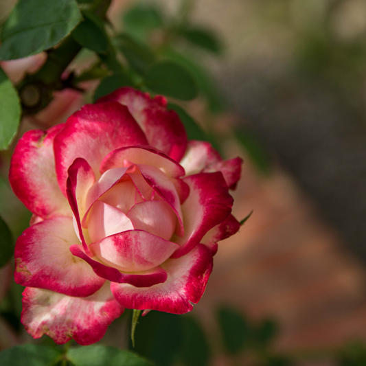 La Rose de Damas : l'actif star de la cosmétique
